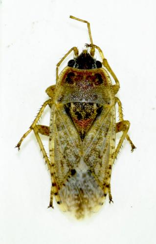 Réf. 169 083 : Emblethis denticollis