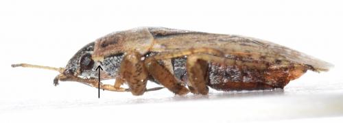 Réf. 169 084 : Emblethis denticollis