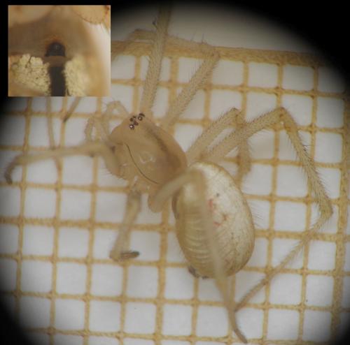 Enoplognatha latimana