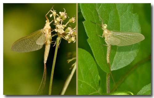 Potamanthus luteus