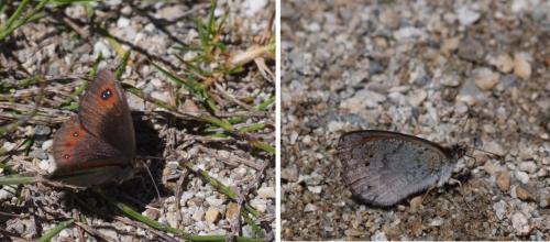 Erebia sp.