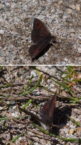 Erebia sp.