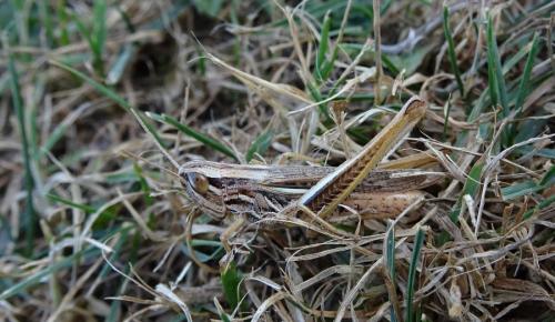 Euchorthippus sp.
