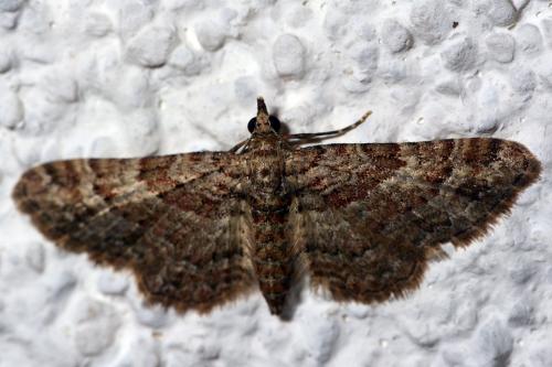 Réf. 169 078 : Gymnoscelis rufifasciata
