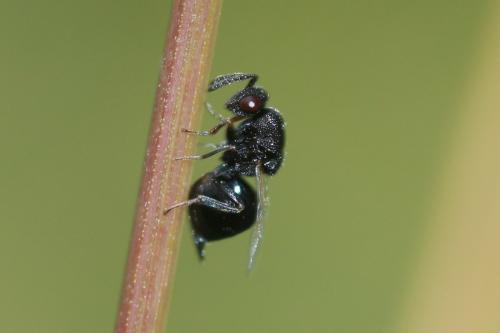 Réf. 169 010 : Eurytominae inconnu