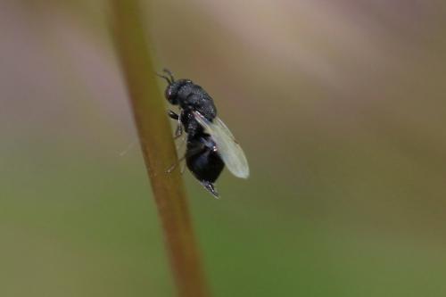 Réf. 169 011 : Eurytominae inconnu