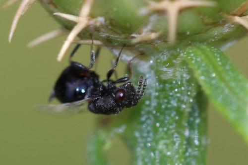 Réf. 169 012 : Eurytominae inconnu
