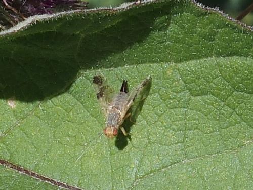 Tephritis bardanae