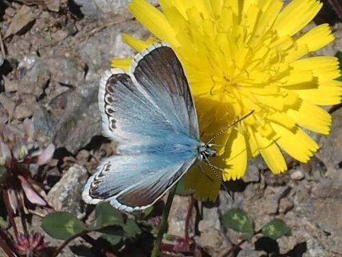 Réf. 169 128 : Polyommatus coridon