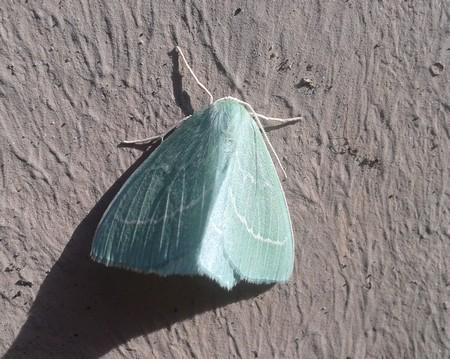 Réf. 169 976 : Hemistola chrysoprasaria
