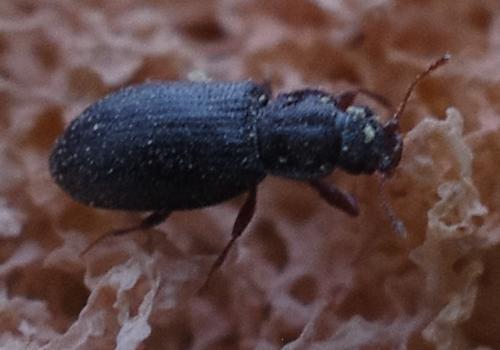 Enicmus rugosus