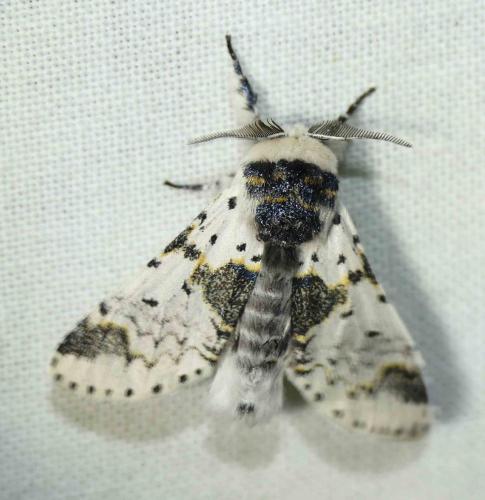 Réf. 169 187 : Furcula bicuspis