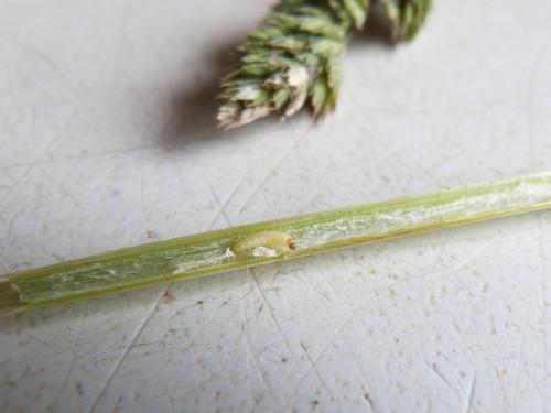 Réf. 169 925 : Glyphipterix simpliciella