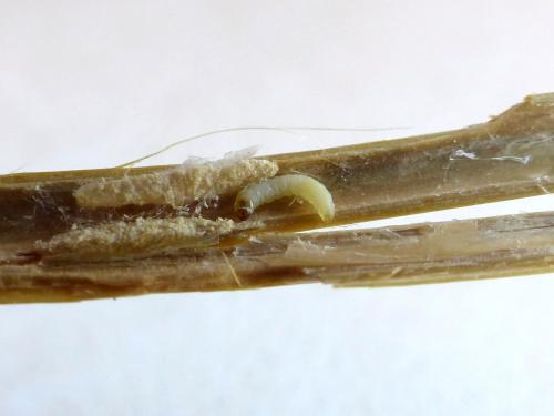 Réf. 169 926 : Glyphipterix simpliciella