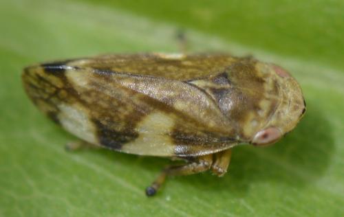Philaenus spumarius