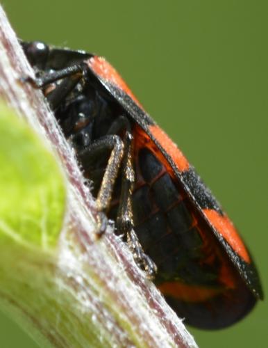 Cercopis vulnerata