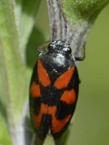 Cercopis vulnerata