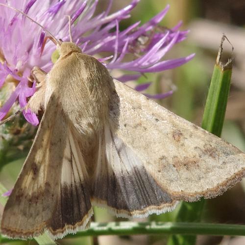Helicoverpa armigera