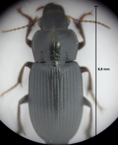 Réf. 169 335 : Harpalus rufipalpis