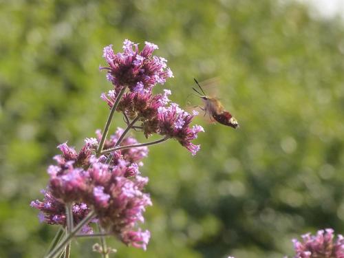 Hemaris fuciformis