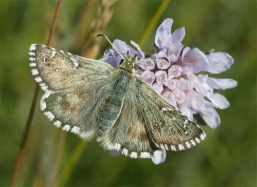 Réf. 169 947 : Pyrgus sp.