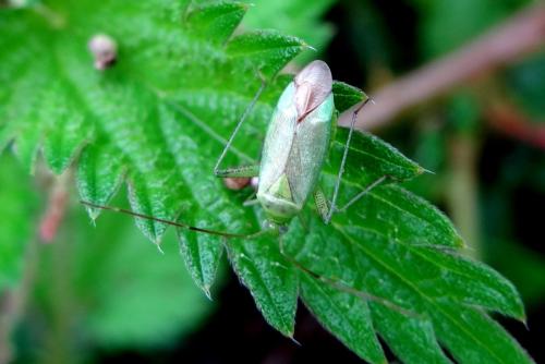Réf. 169 126 : Adelphocoris quadripunctatus