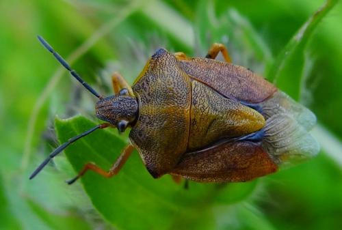 Réf. 169 707 : Carpocoris purpureipennis