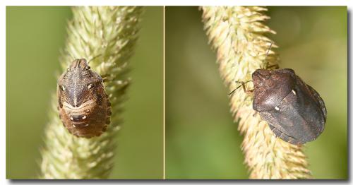 Eurygaster testudinaria