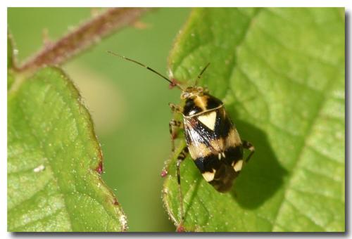 Liocoris tripustulatus