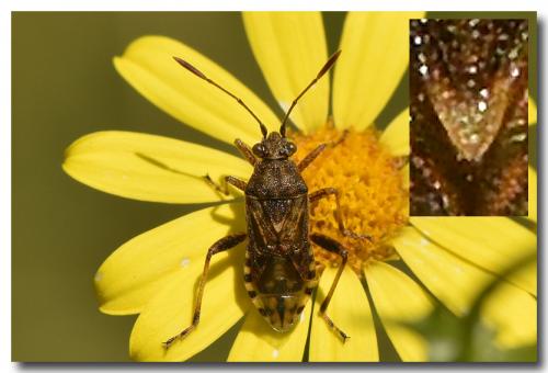 Stictopleurus sp.