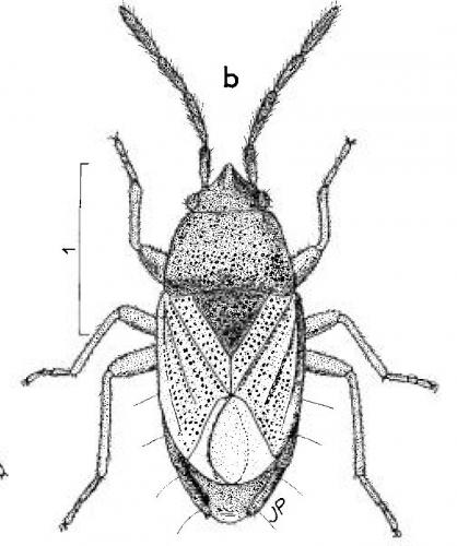 Réf. 169 230 : Homoscelis ruficollis