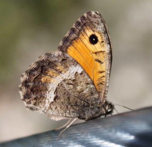 Arethusana arethusa