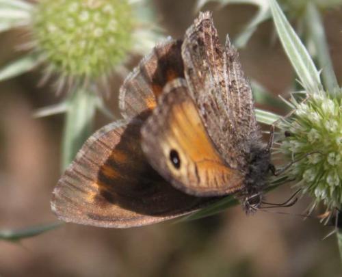 Arethusana arethusa