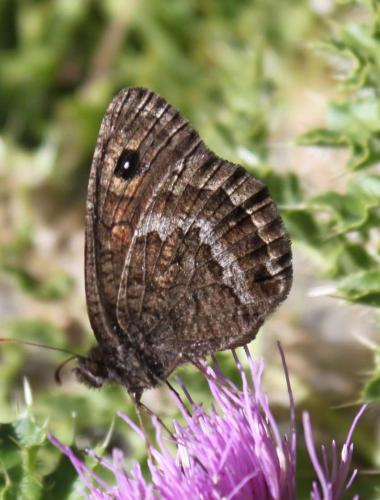 Réf. 169 533 : Satyrus actaea