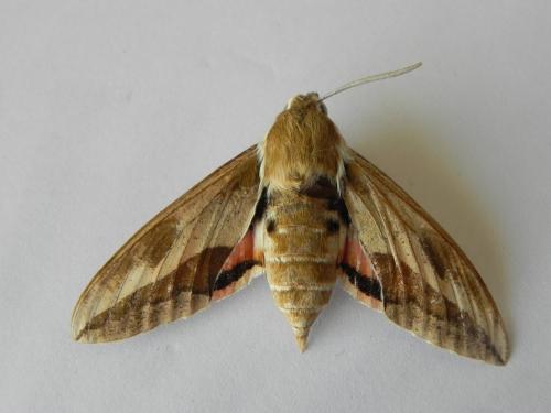 Hyles euphorbiae
