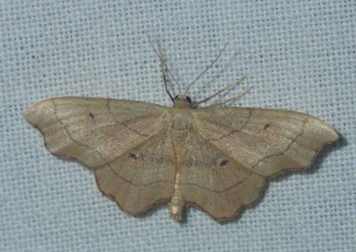 Réf. 169 059 : Idaea emarginata