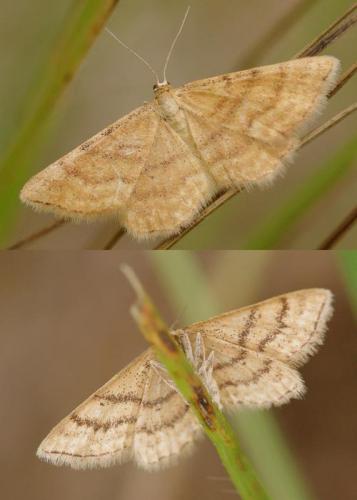 Idaea serpentata