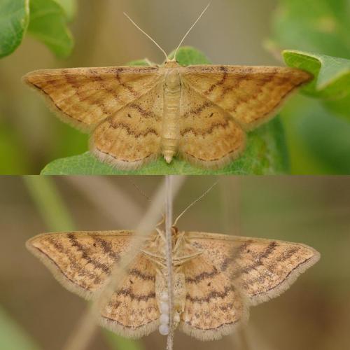 Réf. 169 748 : Idaea serpentata