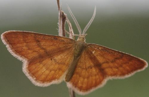 Idaea serpentata