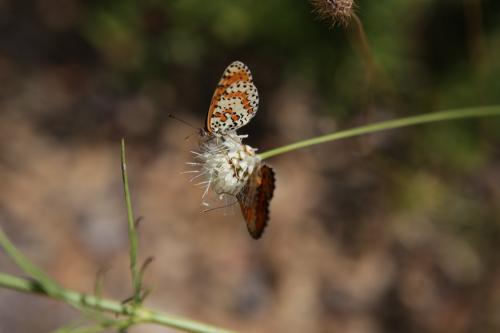Melitaea didyma