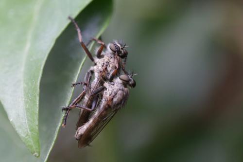 Tolmerus atricapillus