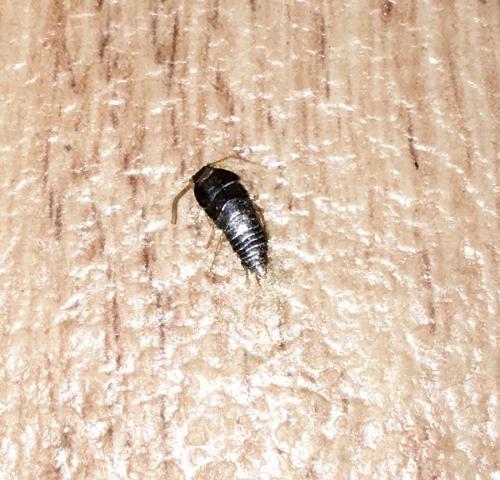 Lepisma saccharina
