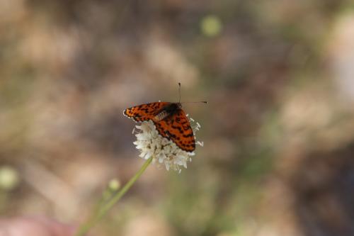 Melitaea didyma