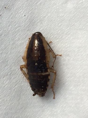 Blattella germanica