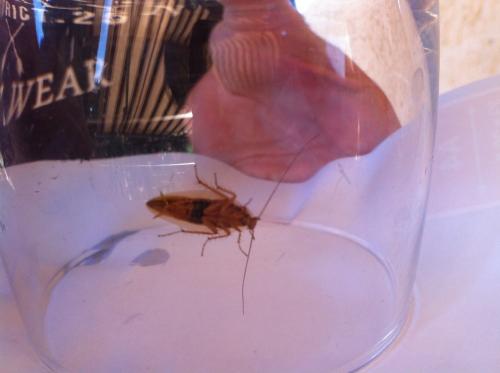 Ectobius sp.