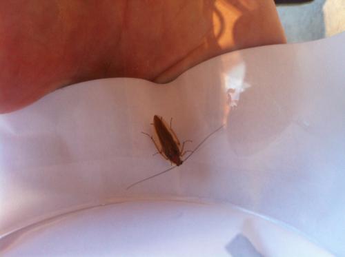 Ectobius sp.