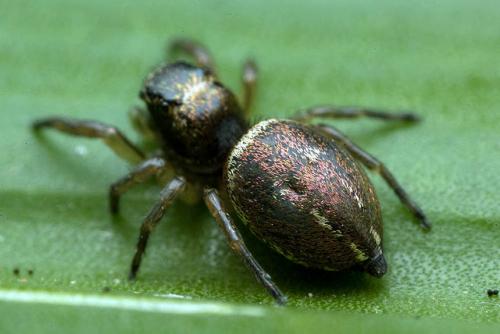 Réf. 169 633 : Heliophanus lineiventris