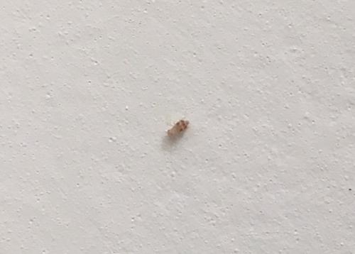 Dorypteryx sp.