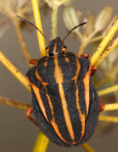 Réf. 169 650 : Graphosoma interruptum