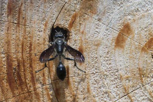 Isodontia mexicana